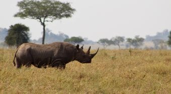 black rhinoceros