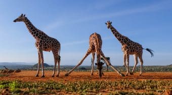giraffe drinking water