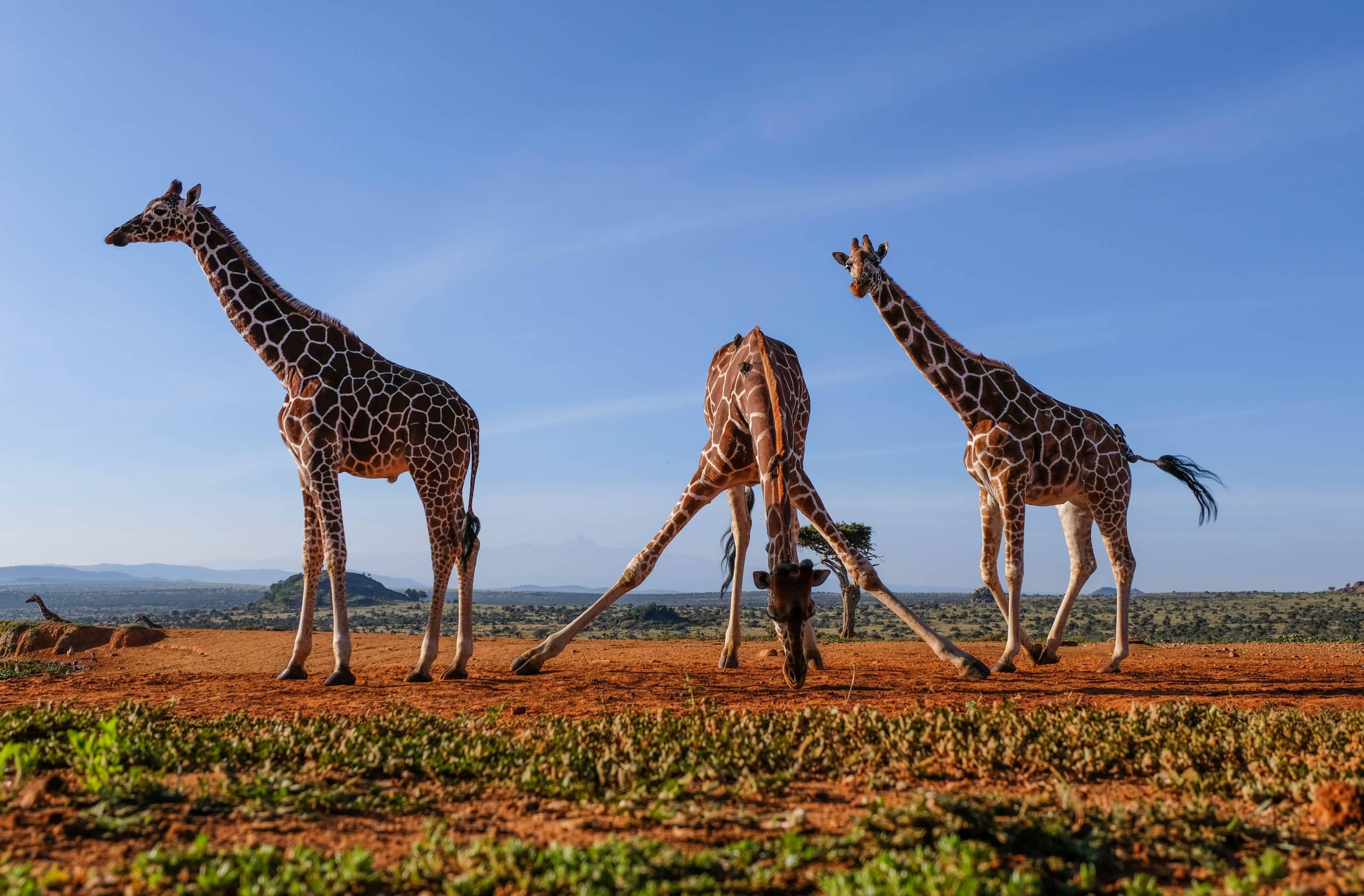African giraffes at sunset in Uganda during a romantic Uganda couples safari