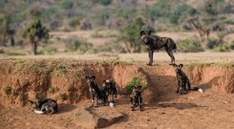African Wild Dogs Kenya