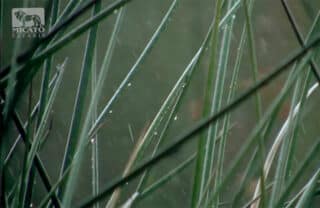 Heavy rain fall on the plants