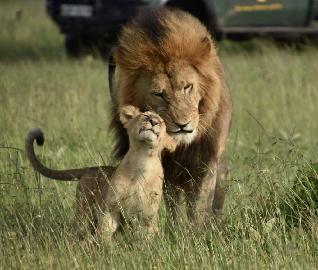 male lion and cub