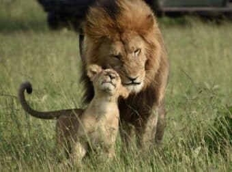 male lion and cub