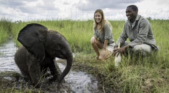 elephant calf at Abu Camp