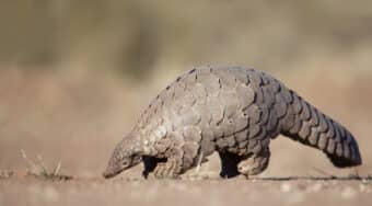 pangolin