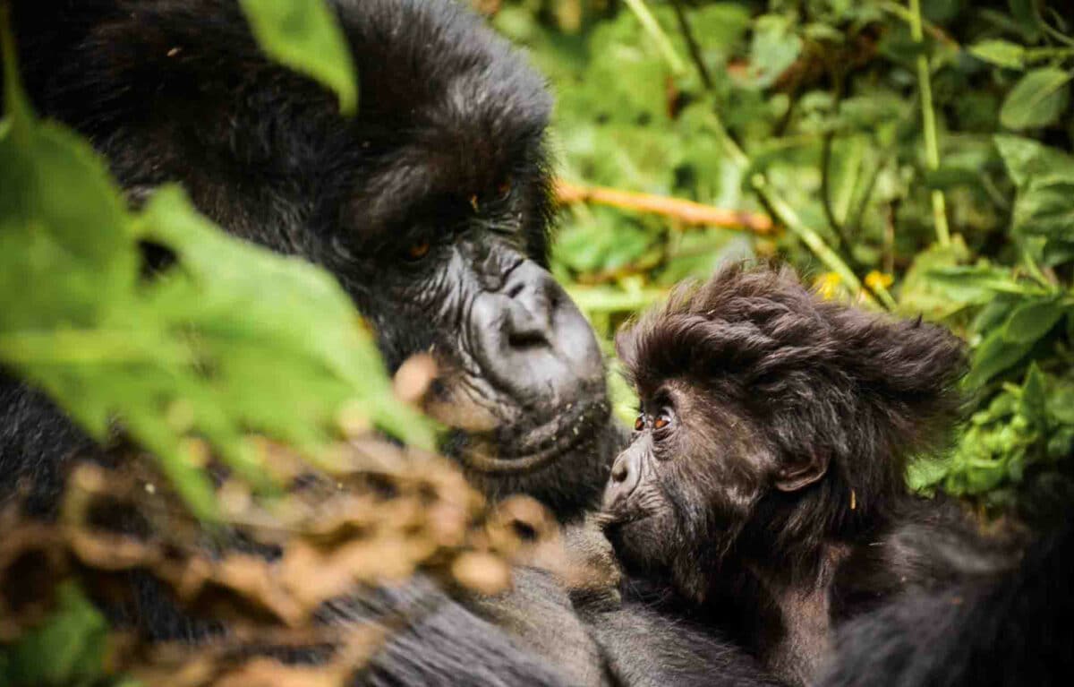 luxury african safari in rwanda gorilla trekking