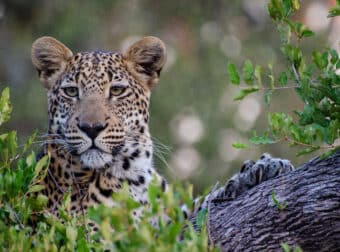 african leopard