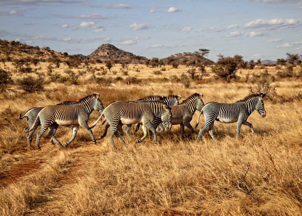 grevy's zebra in east africa