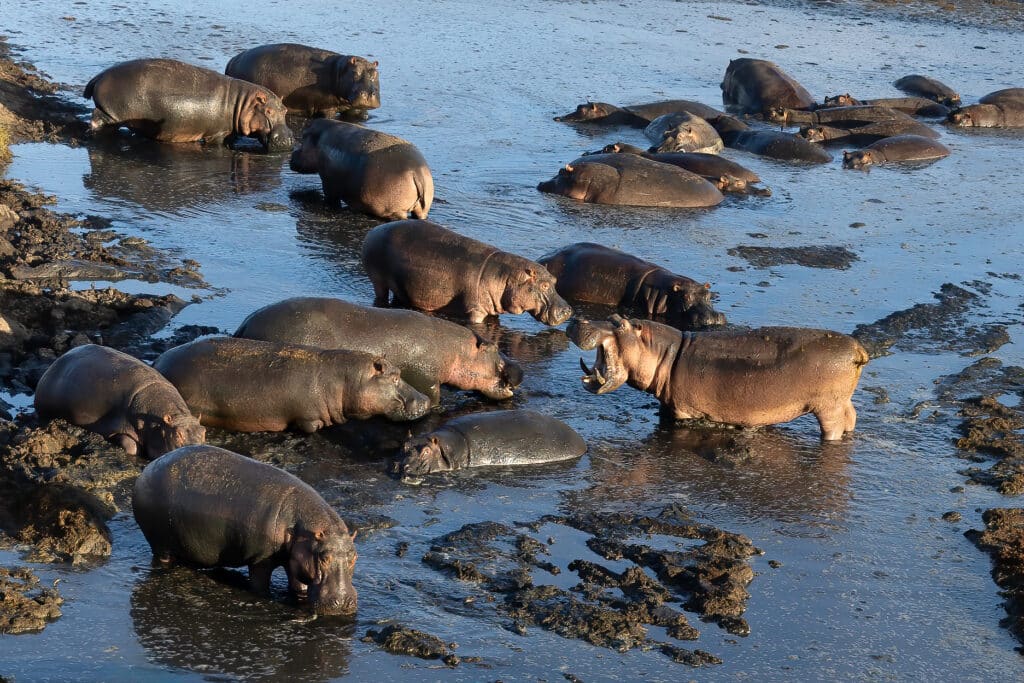 Numerous hippos gathered in the water in Serengeti National Park, Tanzania