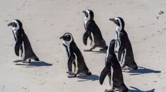 Penguins at Boulders Beach