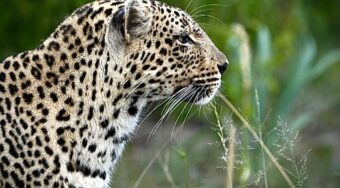 profile shot of female leopard