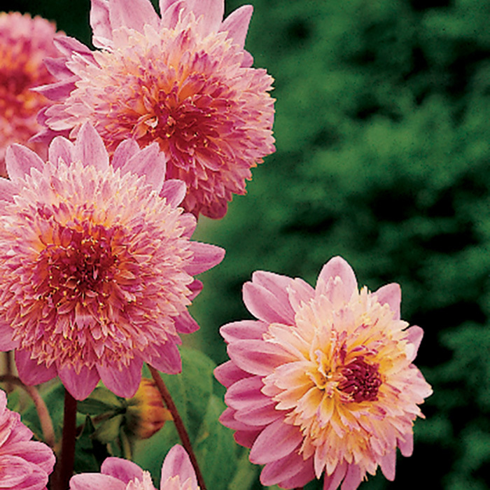 Dahlia Anemone Lambada, Anemone McClure & Zimmerman