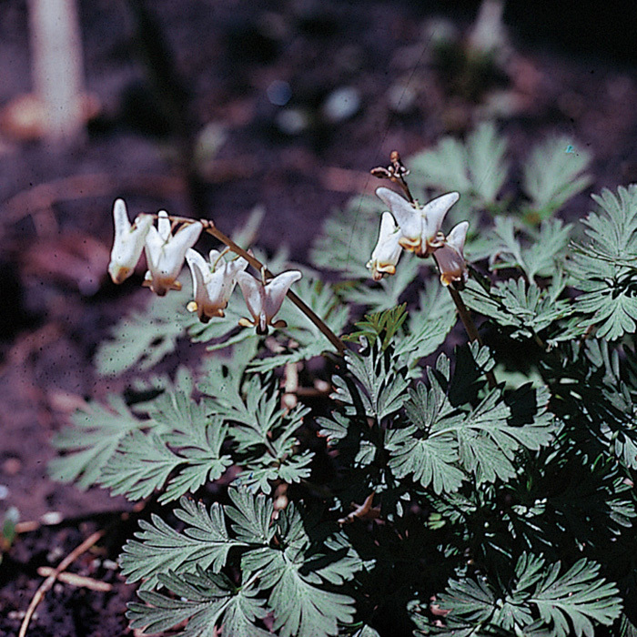 Cucullaria Dicentra, Dicentra McClure & Zimmerman
