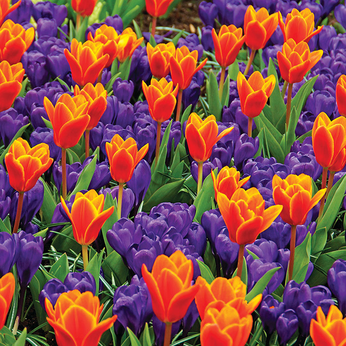 Flower Record Crocus, Crocus Vernus LargeFlowering Dutch McClure