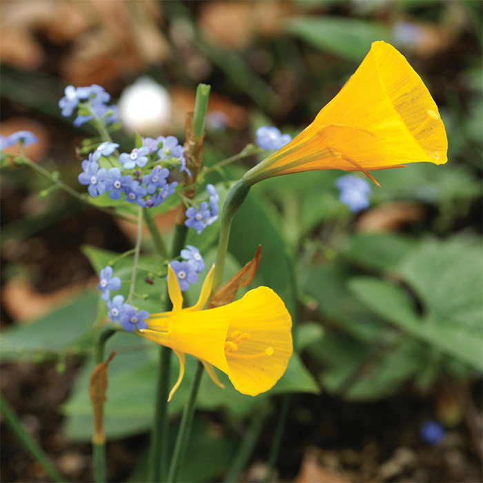 Golden Bells Daffodil, Bulbocodium McClure & Zimmerman