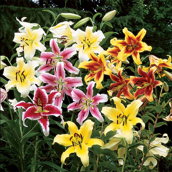 Orienpet Lily Mix, Mix Lilies McClure & Zimmerman