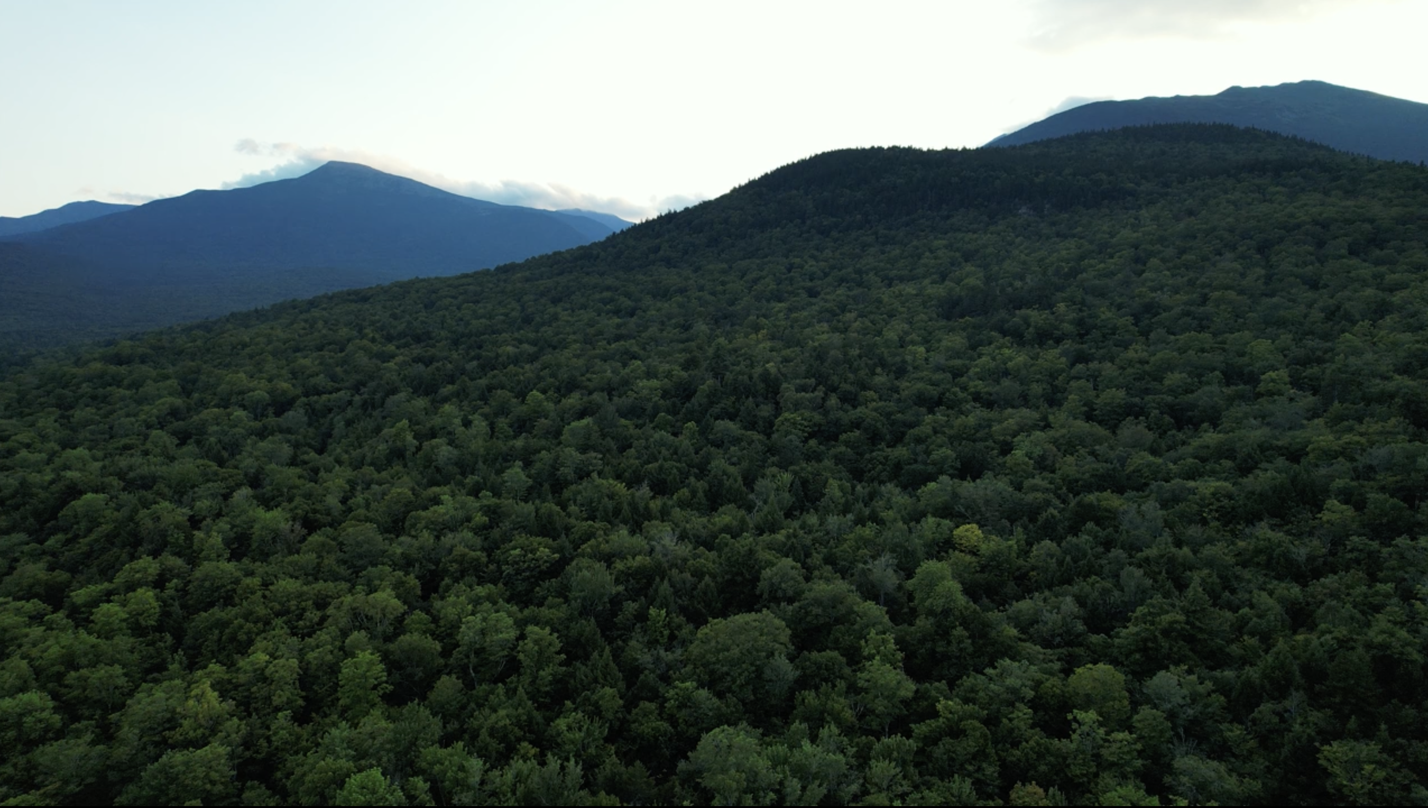 A dense forest covers rolling hills under a pale sky, with mountain peaks visible in the background. The greenery dominates the landscape, suggesting a tranquil, natural wilderness.