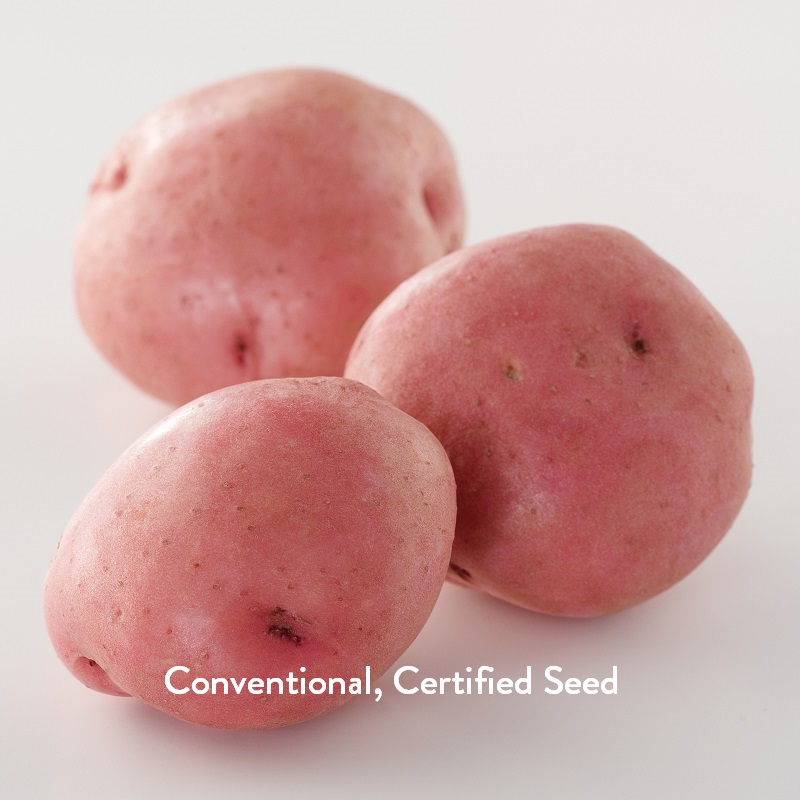 Certified Seed Potatoes Red Lasoda