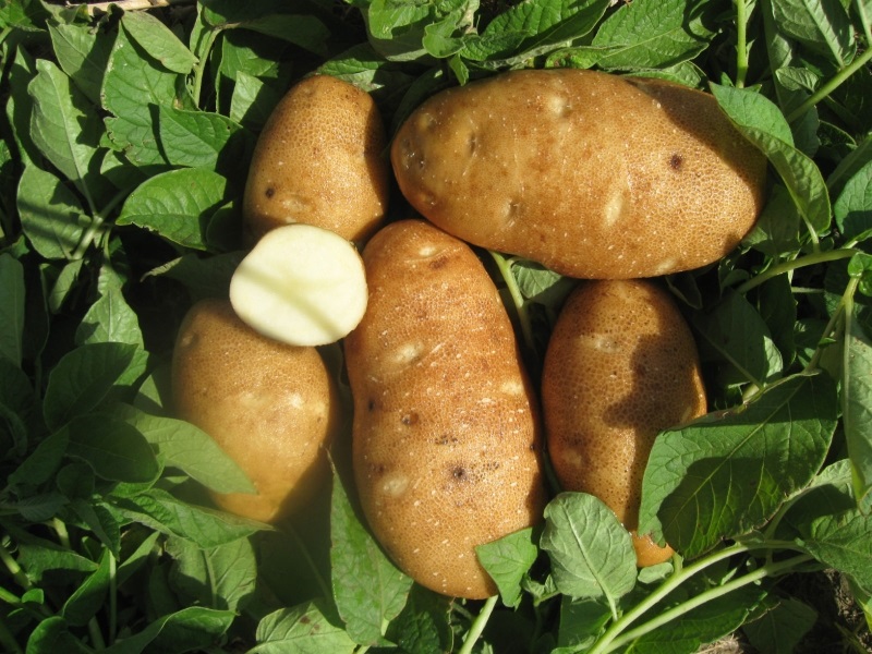 Organic Seed Potatoes Russet Burbank