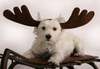 Dog With Antlers Holiday Greeting Card - Qty 50 Dog With Antlers Holiday Greeting Card - Qty 50