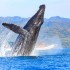 Safari Fotográfico de Ballenas
