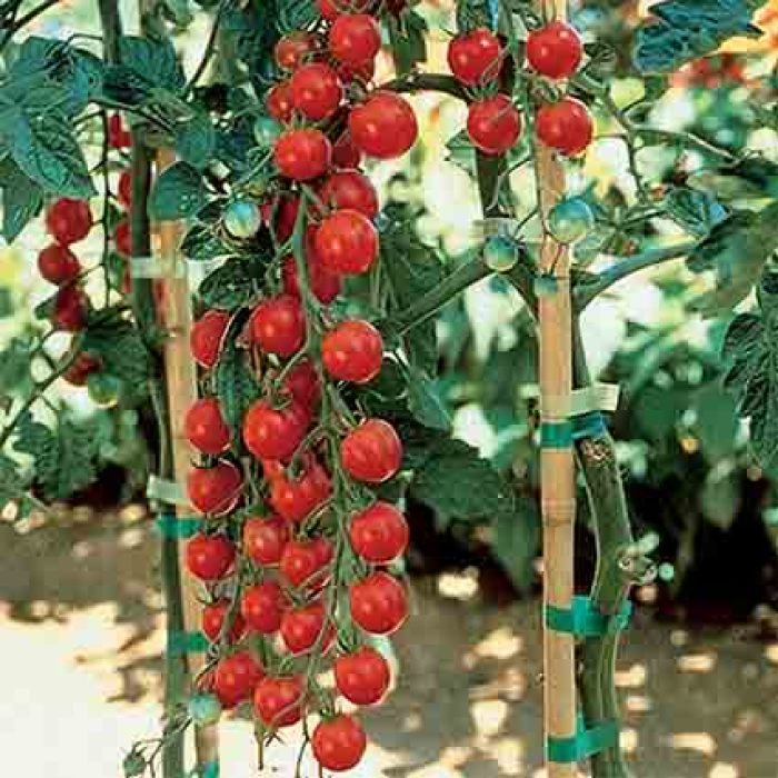 Sweet Million Hybrid Tomato, Cherry Tomato Plants R.H. Shumway's Company