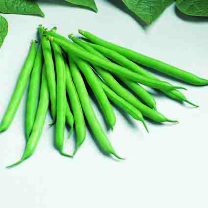 Bountiful Stringless Bush Bean, Bean Seeds: R.H. Shumway's Company