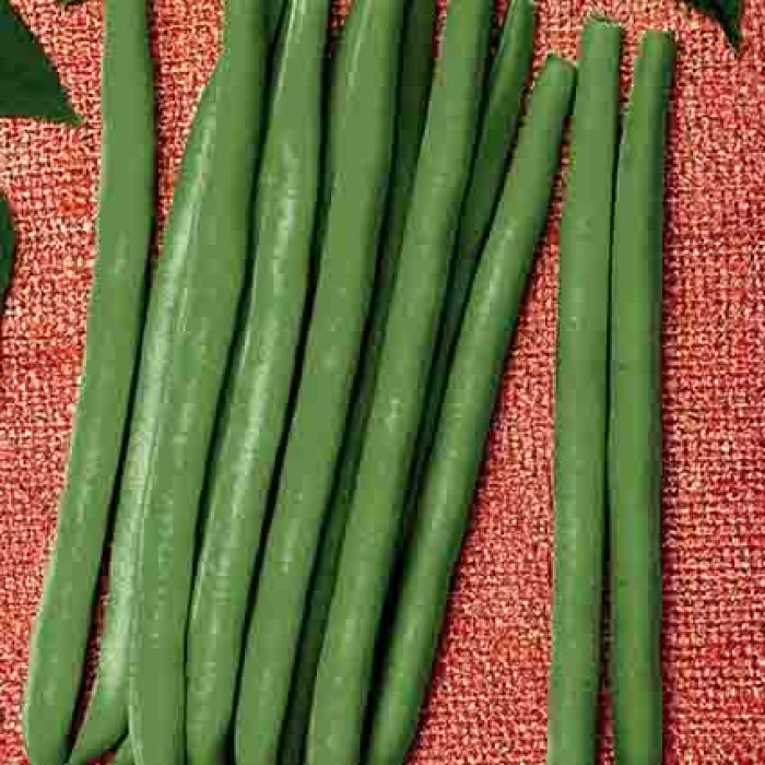Improved Tendergreen Bush Bean, Bean Seeds R.H. Shumway's Company