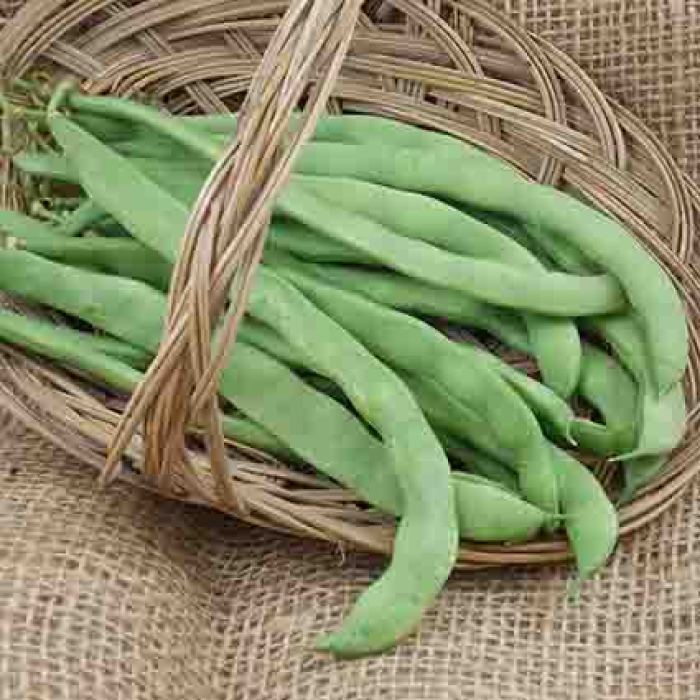 Kentucky Wonder Bean, Bean Seeds R.H. Shumway's Company