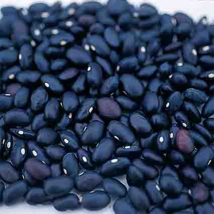 Black Turtle Bean, Bean Seeds R.H. Shumway's Company