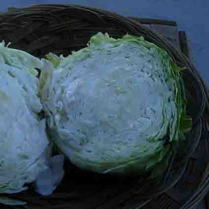 Early Copenhagen Market Cabbage, Cabbage Seeds R.H. Shumway's Company
