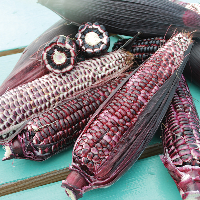 Double Red Sweet Corn Corn Seeds R H Shumway S Company