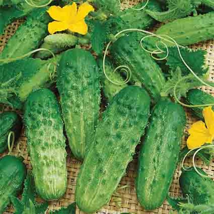 Pick A Bushel Hybrid Cucumber, Pickling R.H. Shumway's Company