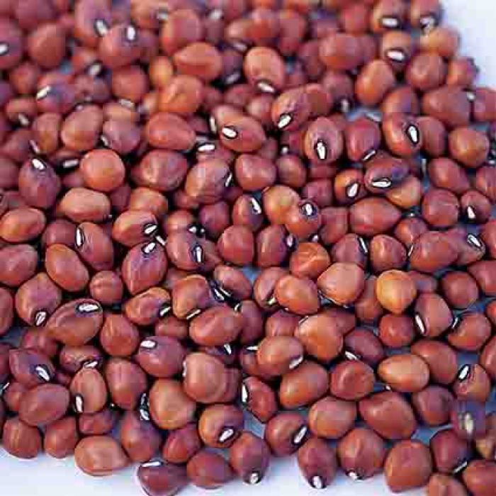 Mississippi Silver Cowpeas, Cowpeas or Southern Peas: R.H. Shumway's