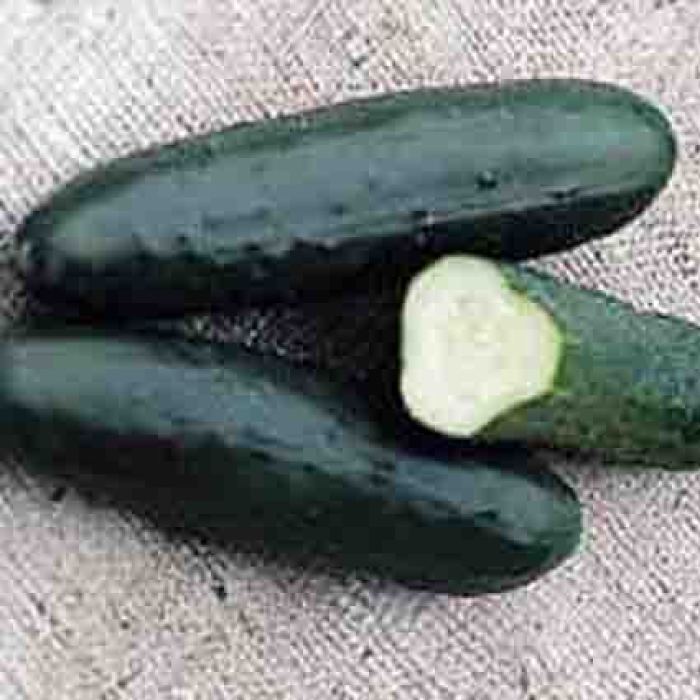 Straight Eight Cucumber, Slicing R.H. Shumway's Company