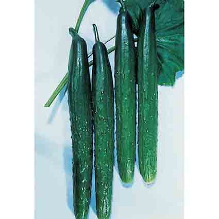 Tasty Green Hybrid Burpless Cucumber, Cucumber Seeds R.H. Shumway's