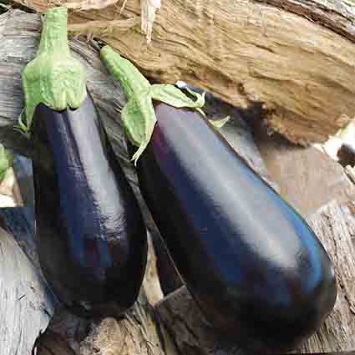 Black Beauty Eggplant, Eggplant Seeds R.H. Shumway's Company