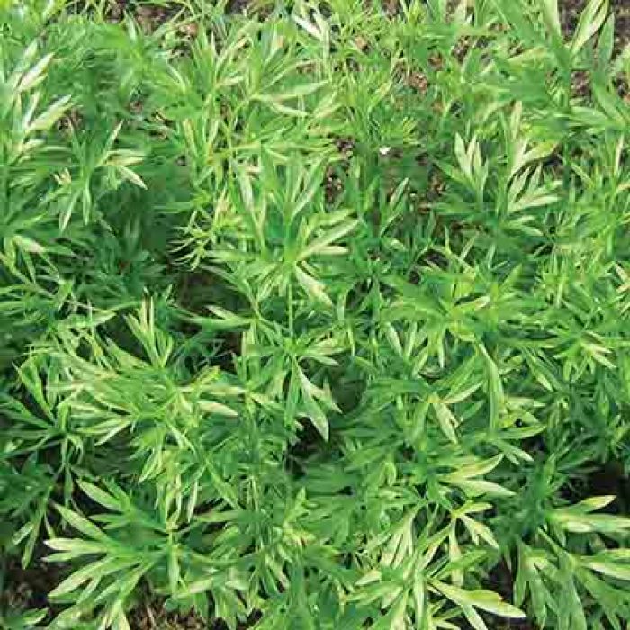 Cilantro Confetti, Herbs R.H. Shumway's Company