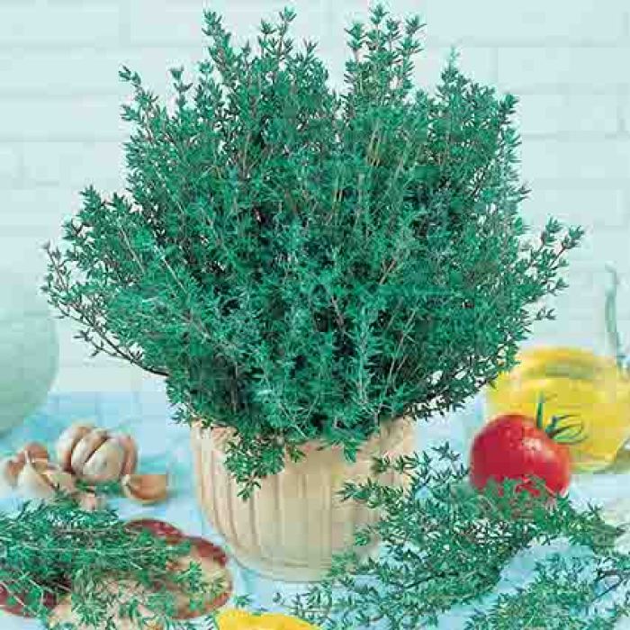 Common Thyme, Perennial Herb Seeds: R.H. Shumway's Company