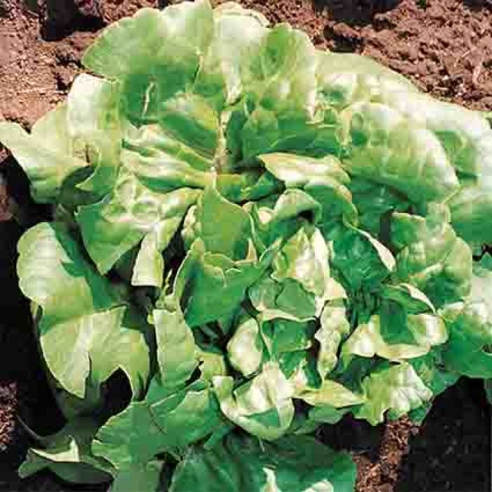 Buttercrunch Lettuce, AAS Winners R.H. Shumway's Company