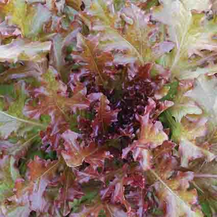Red Salad Bowl Lettuce, Lettuce Seeds R.H. Shumway's Company