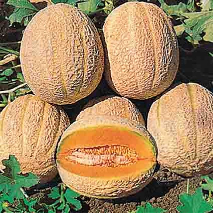Delicious 51 Muskmelon, Melon Seeds R.H. Shumway's Company