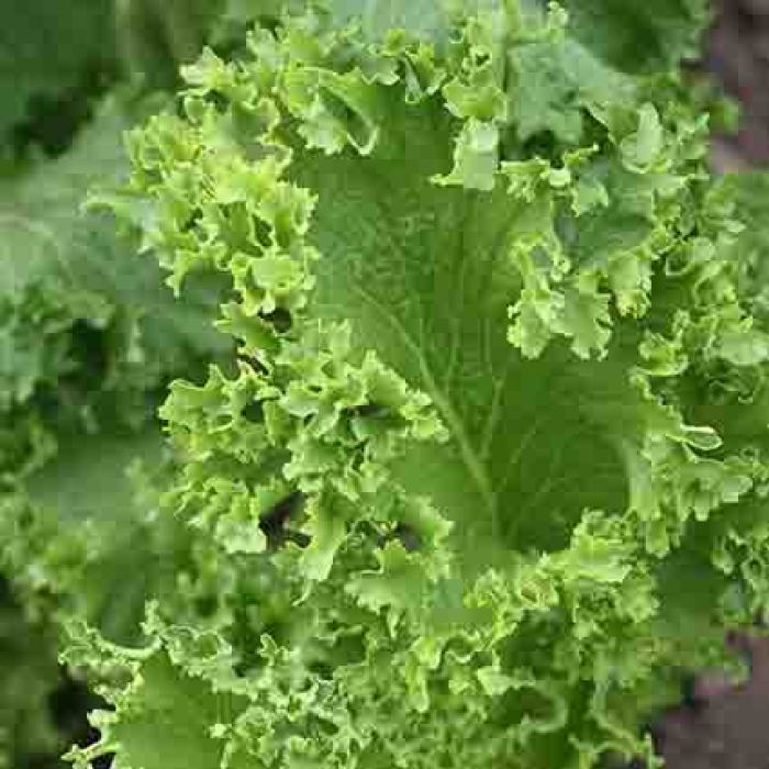 Southern Giant Curled Mustard Greens, Mustard Seeds R.H. Shumway's Company