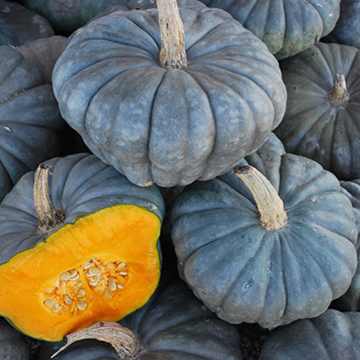 Queensland Blue Winter Squash, Fall Winter R.H. Shumway's Company