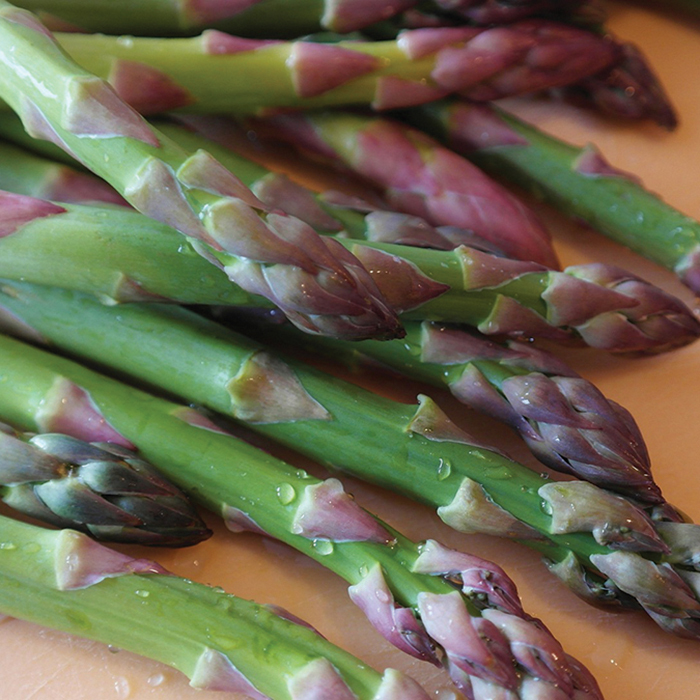 Jersey Giant Hybrid Asparagus, Asparagus Plants R.H. Shumway's Company