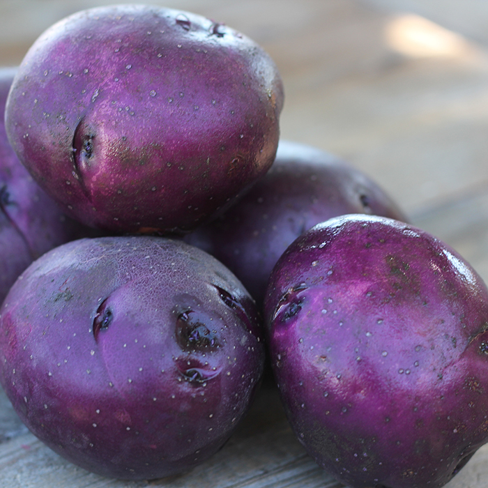 Huckleberry Gold Potato, New Items R.H. Shumway's Company