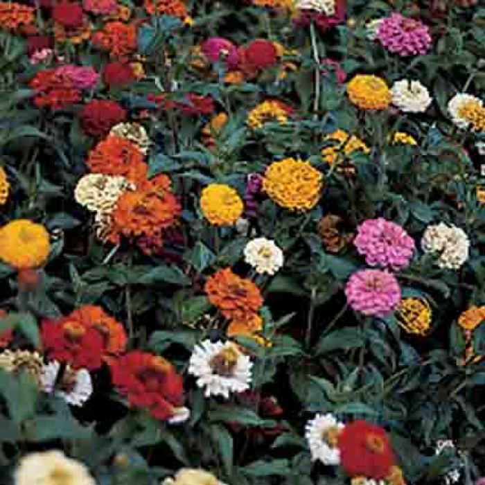 Thumbelina Mix Zinnia, Zinnias R.H. Shumway's Company