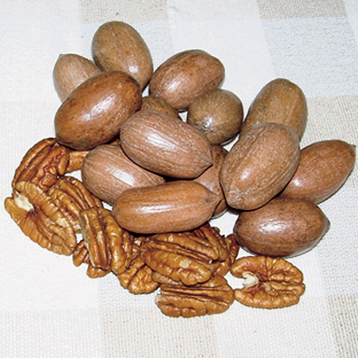 Stuart Pecan Tree, Fruits and Nuts R.H. Shumway's Company