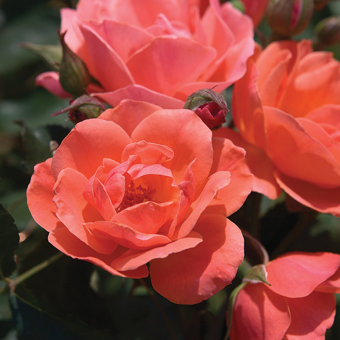 Coral Knock Out Rose, Roses R.H. Shumway's Company