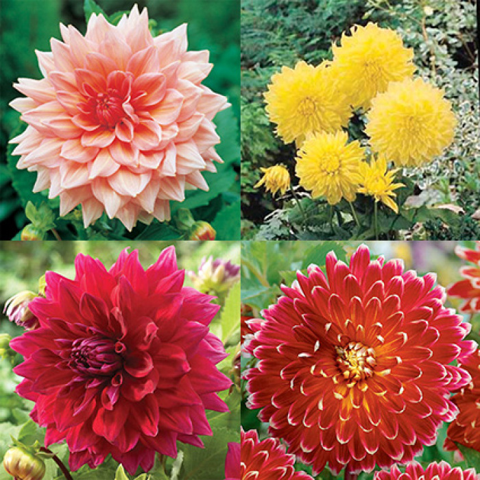 Dinnerplate Dahlia Collection, Dahlias R.H. Shumway's Company